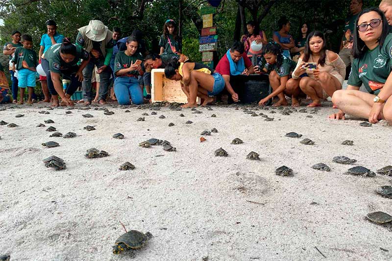 Filhotes de quelônios são soltos na praia: preservação ambiental (Foto: Anayra Benevides/Amazonastur)