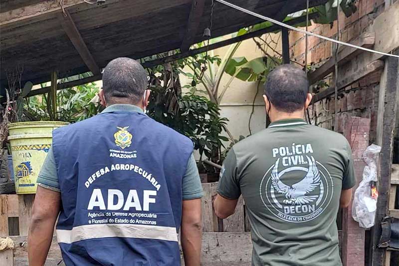 Agente sanitário e policial civil inspecionam casa com porcos (Foto: PC-AM/Divulgação)