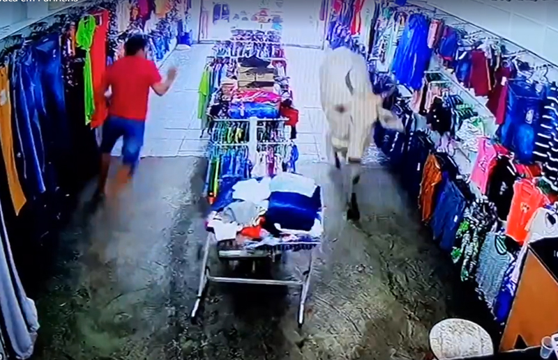 Vaca invadiu loja e causou tumulto em Parintins (Foto: YouTube/Reprodução)