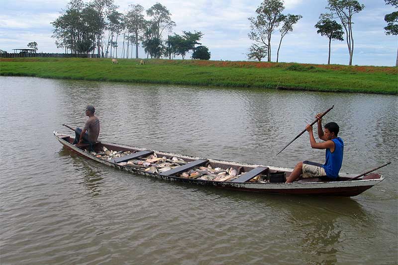 Pesca do Mapará marca fim da restrição 'a captura de peixes (Foto: Ipaam/Divulgação)