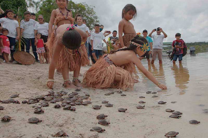 Crianças indígenas soltam filhotes de quelônios (Foto: Rangel Vasconcelos/Sema)