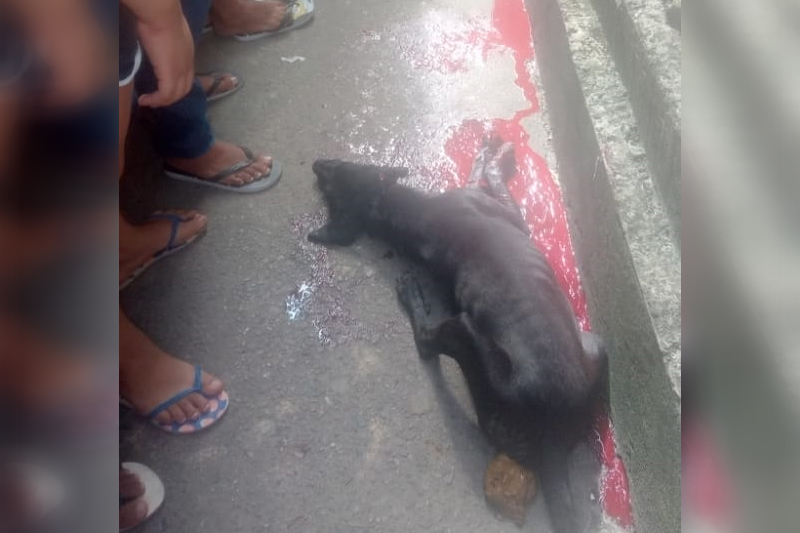 Cão Blade foi ferido a tiros (Foto: WhatsApp/Reprodução)