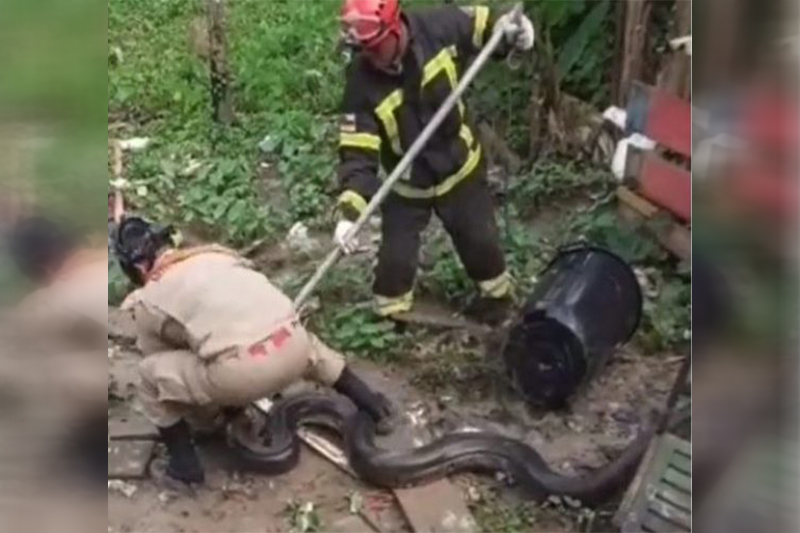 Cobra sucuri é resgatada por bombeiros (Foto: Corpo de Bombeiros/Divulgação)