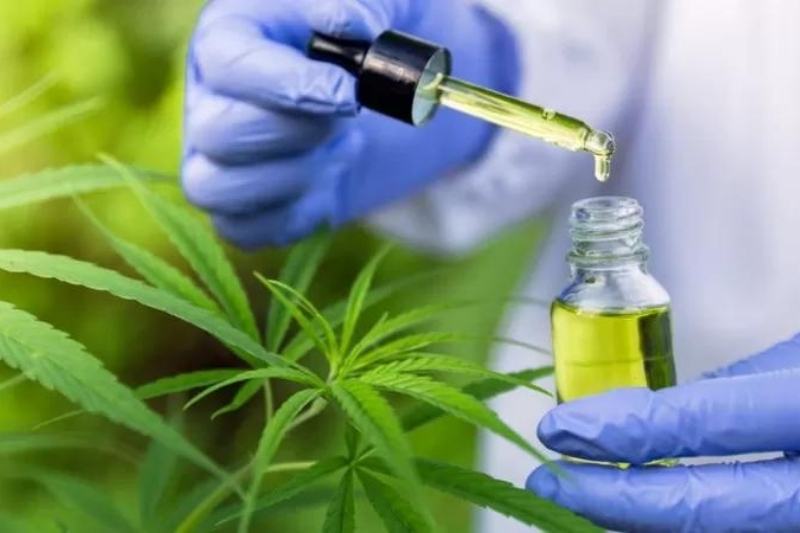 O canabidiol ou CBD é uma substância extraída da planta Cannabis, que atua no sistema nervoso central e apresenta potencial terapêutico para o tratamento de doenças psiquiátricas ou neurodegenerativas (Foto: Reprodução)