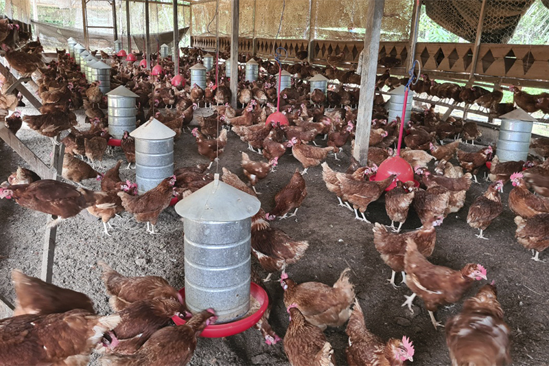 Abate de frangos caiu no primeiro trimestre de 2022 (Foto: Adaf/Divulgação)