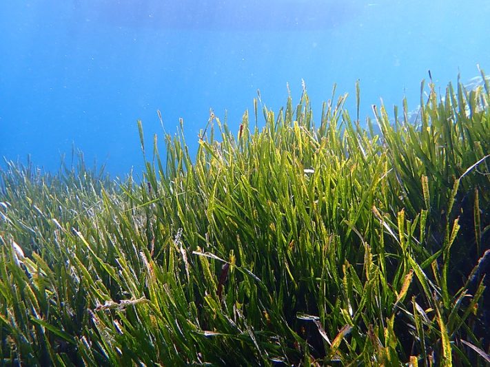 Posidonia australis é uma erva marinha (Foto: Wikipedia/Divulgação)