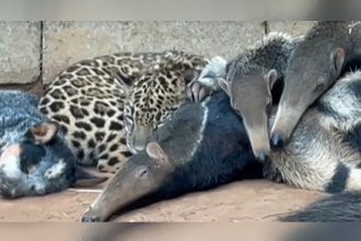 Onça e tamanduás no mesmo espaço no instituto: situação é irregular (Foto: YouTube/Reprodução)