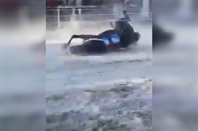 Cavalo caiu na pista durante corrida (Foto: WhatsApp/Reprodução)