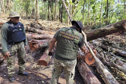 Árvores foram derrubadas para construção de casebres (Foto: Semmas/Divulgação)