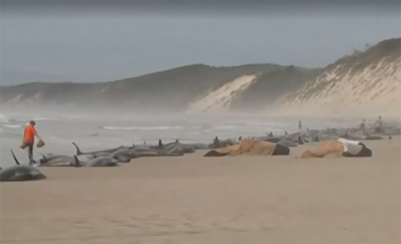 São 230 baleias-piloto encalhadas na praia (Foto: YouTube/Reprodução)