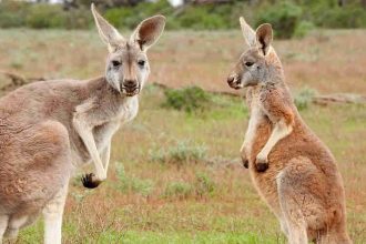 Na Austrália existem 50 milhões de cangurus (Foto: Pixabay)