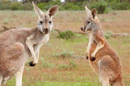 Na Austrália existem 50 milhões de cangurus (Foto: Pixabay)