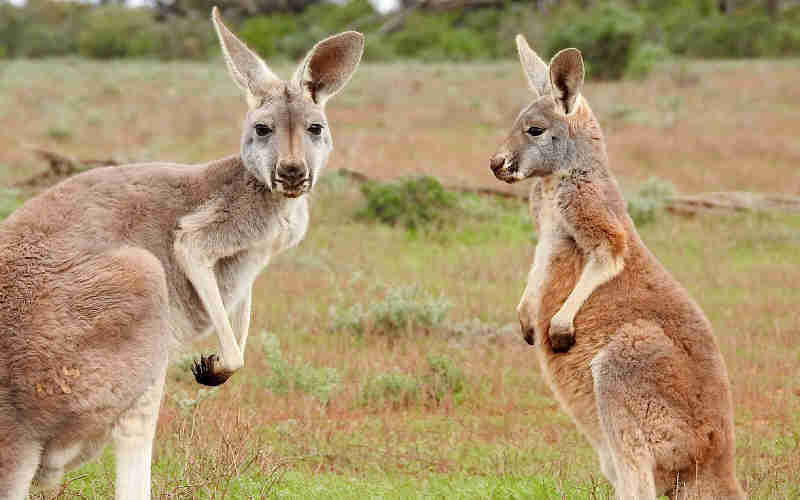 Na Austrália existem 50 milhões de cangurus (Foto: Pixabay)