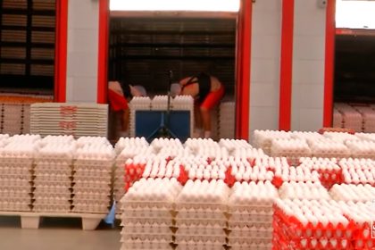 produção de ovos no Brasil