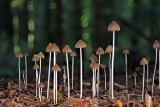 cogumelos Psilocybe Cubensi