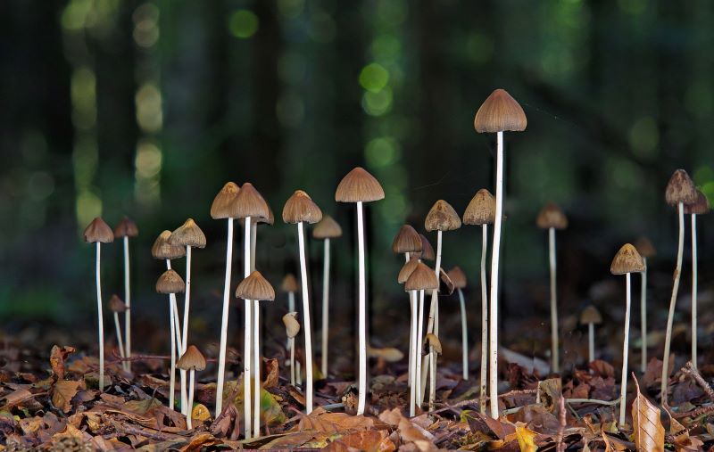 cogumelos Psilocybe Cubensi