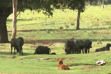 Búfalos debilitados se recuperaram e estão bem de saúde (Foto: YouTube/Reprodução)