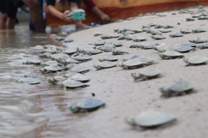 Soltura de quelônios em Carauari devolveu 280 mil filhotes em 2022 (Foto: Divulgação/Sema)