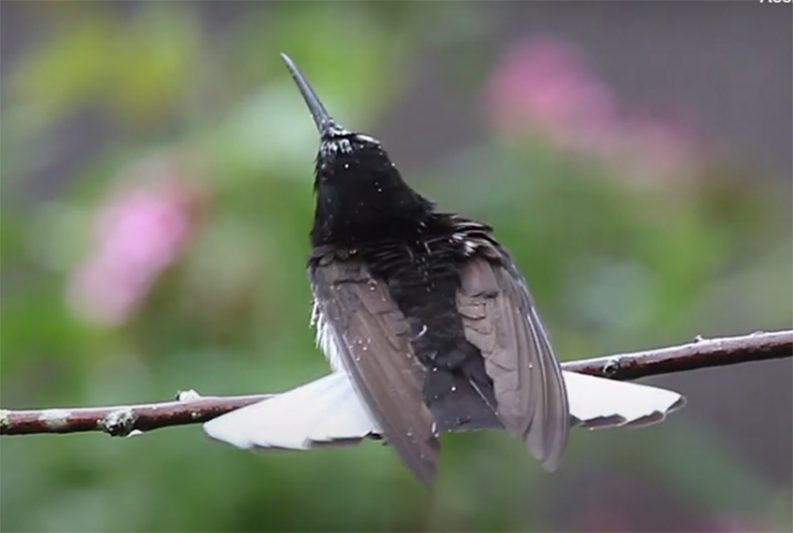 Beija-for preto de calda branca tem canto ultrassônico (Foto: YouTube/Reprodução)