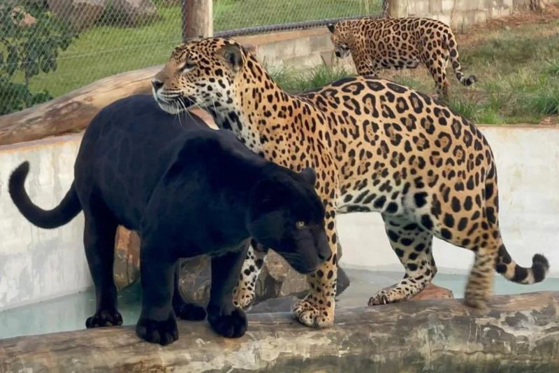 Ibama anula multas dadas ao Instituto Onça-Pintada (Foto: Reprodução/Facebook)