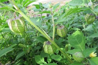 plantas medicinais