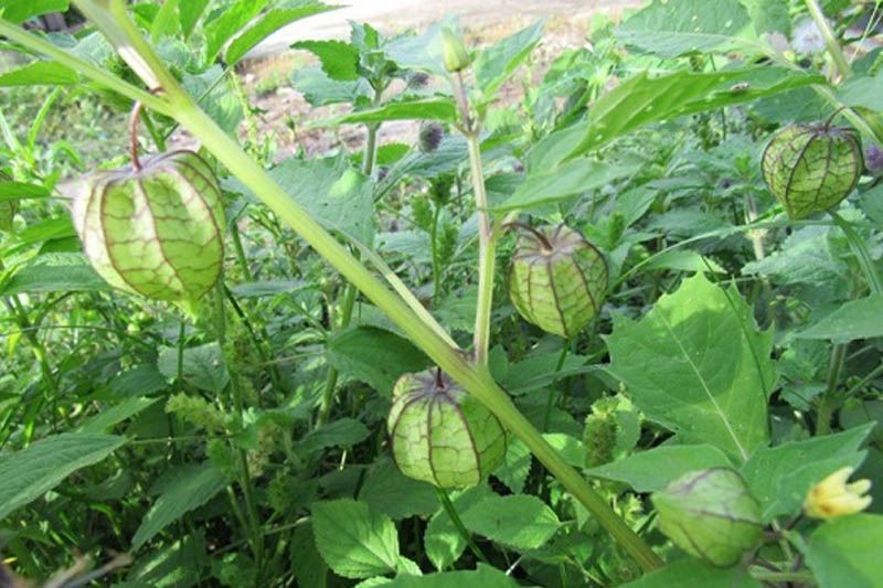 plantas medicinais