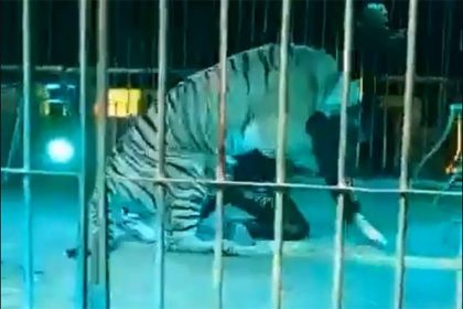 Tigre atacou domador (Foto: Twitter/Reprodução)