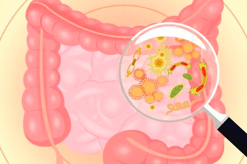 intestino bactérias