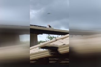 Tucano retirava filhotes de ninho e os jogava para cima (Foto: Tik Tok/Reprodução)