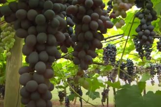 Trabalhadores em vinícolas eram mantidos em regime análogo ao de escravo (Foto: YouTube/Reprodução)