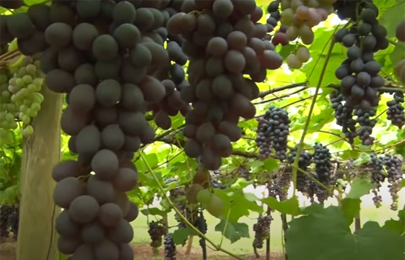 Trabalhadores em vinícolas eram mantidos em regime análogo ao de escravo (Foto: YouTube/Reprodução)