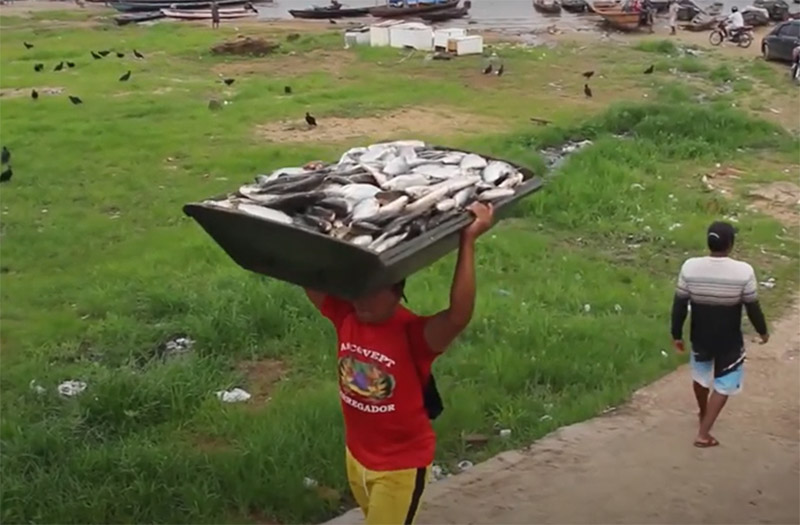 Contaminação de peixes por efeito do garimpo foi identificada em pesquisa (Foto: YouTube/Reprodução)