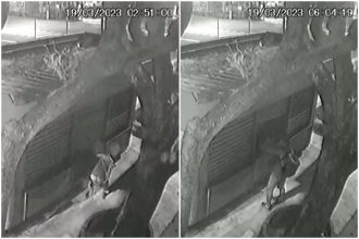 Ação do arrombador na banca da Rua Floriano Peixoto, em Manaus (Fotos: Reprodução)