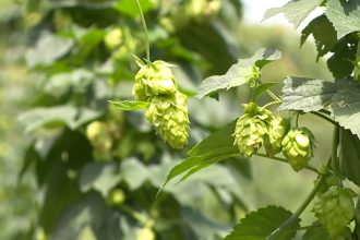Lúpulo é ingrediente base da cerveja e tem sido plantado em áreas urbanas (Foto: Epagri/YouTube/Reprodução)
