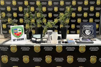 Pés de maconha da espécie californiana foram apreendidos (Foto: Lyandra Peres/PC-AM)