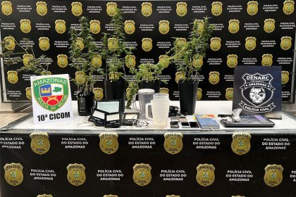 Pés de maconha da espécie californiana foram apreendidos (Foto: Lyandra Peres/PC-AM)