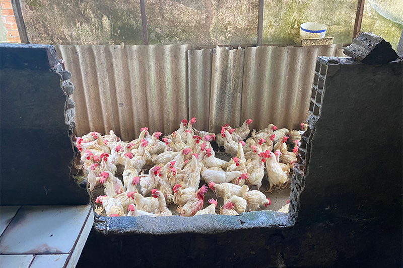 Frangos vivos foram apreendidos pela Adaf (Foto: Adaf/Divulgação)