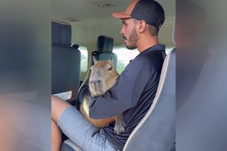 Agenor Tupinambá trouxe capivara de avião a Manaus (Foto: Instagram/Reprodução)