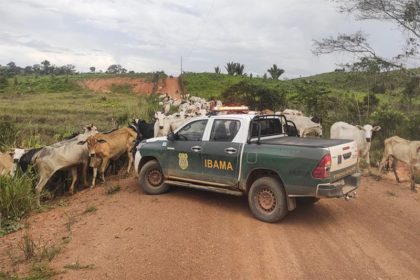 Ibama começou a apreender gado em terras embargadas no Amazonas (Foto: Ibama/Divulgação)