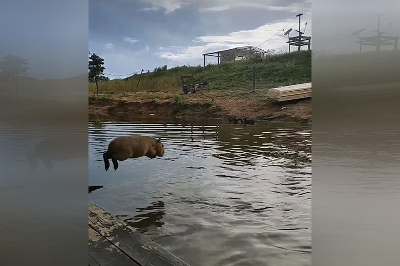 DEVOLUÇÃO DE CAPIVARA A INFLUENCER BUSCA BEM-ESTAR DE FILÓ, E NÃO