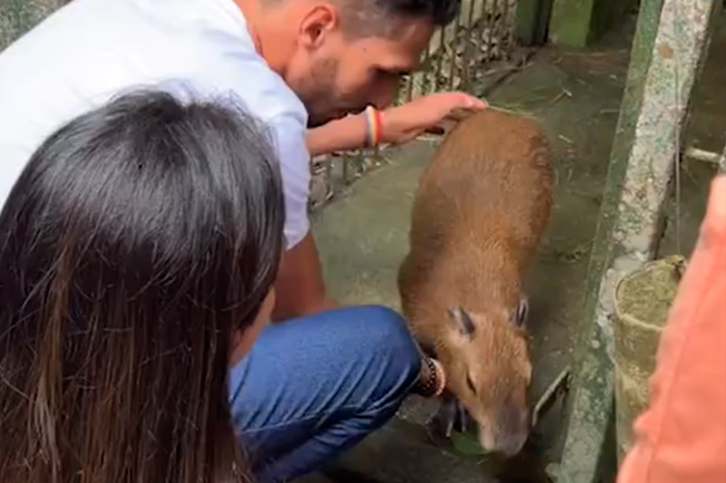 Há melhor amigo que uma capivara? : r/brasil