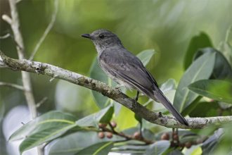 Cricrió-seringueiro é uma das espécies que podem ser observadas em Manaus (Foto: Anselmo da Fonseca/Amazonastur)