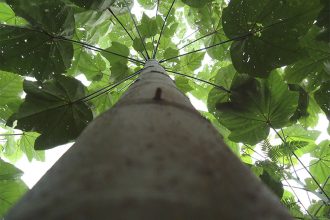 Pau-de-pausa é árvore nativa da Amazônia e tem substância que pode ajudar na extração do ouro (Foto: Embrapa/Divulgação)