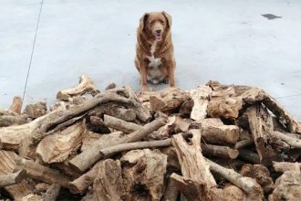 Bobi entra para o Guinness World Record como o cão mais velho do mundo (Foto: Guinness book/Divulgação)