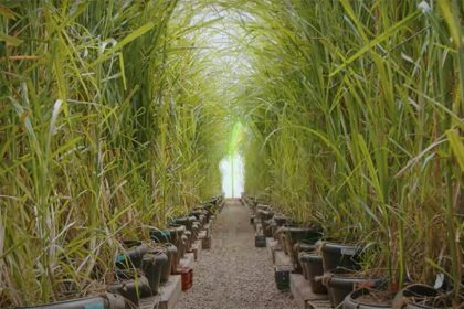 Produção de cana-de-açúcar em Canavieira: material genético (Foto: CTC/YouTube/Reprodução)