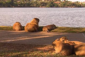 Esterilização de capivaras reduziu quantidade do animal na Lagoa da Pampulha (Foto: Globoplay/YouTube/Reprodução)