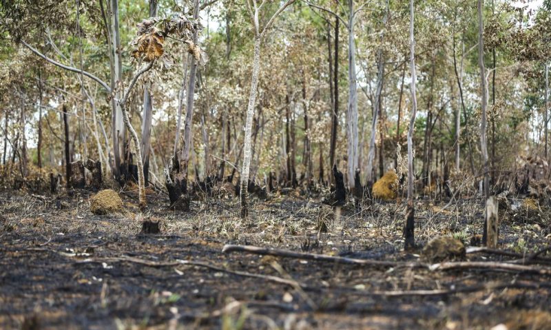 Desmatamento reduziu na Amazônia e aumentou no cerrado, de acordo com levantamento do Inpe (Foto: Marcelo Camargo/Agência Brasil)
