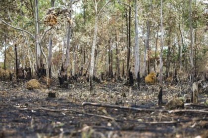 Desmatamento reduziu na Amazônia e aumentou no cerrado, de acordo com levantamento do Inpe (Foto: Marcelo Camargo/Agência Brasil)
