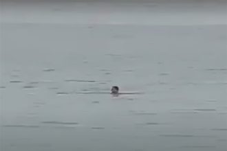 Russo Vladimir Popov foi atacado por tubarão; restos mortais foram achados na barriga do animal (Foto: YouTube/Reprodução)
