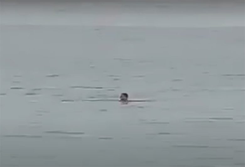 Russo Vladimir Popov foi atacado por tubarão; restos mortais foram achados na barriga do animal (Foto: YouTube/Reprodução)